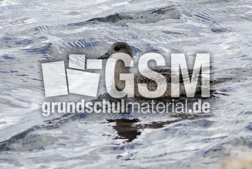 Pfeifente (3 von 3).jpg